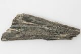 3.07" Fossil Fish (Ichthyodectes) Jaw Section - Kansas - #197828-1